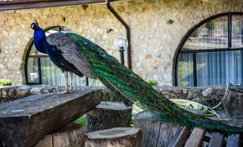 From Ohrid: Full day Boat Trip to the Monastery of St. Naum - Should you book the full-day St. Naum boat trip from Ohrid?