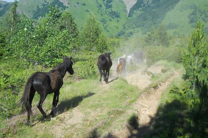 Full Day Jeep Safari Pelister Tour from Ohrid and or Bitola - Key highlights you should care about