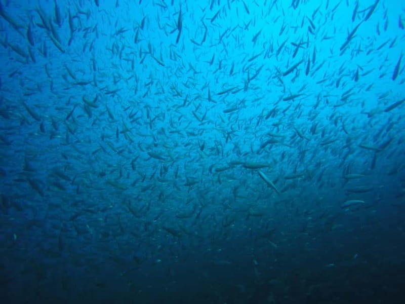 Lake Ohrid: Try Diving at the Bay of the Bones - Practical tips to make it easier on your body and your camera