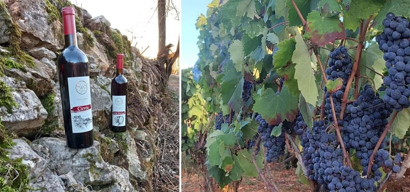 Ohrid: S&S Winery Tour and Wine Tasting Experience - Price and value: $43 for wine, spirits, and a real platter
