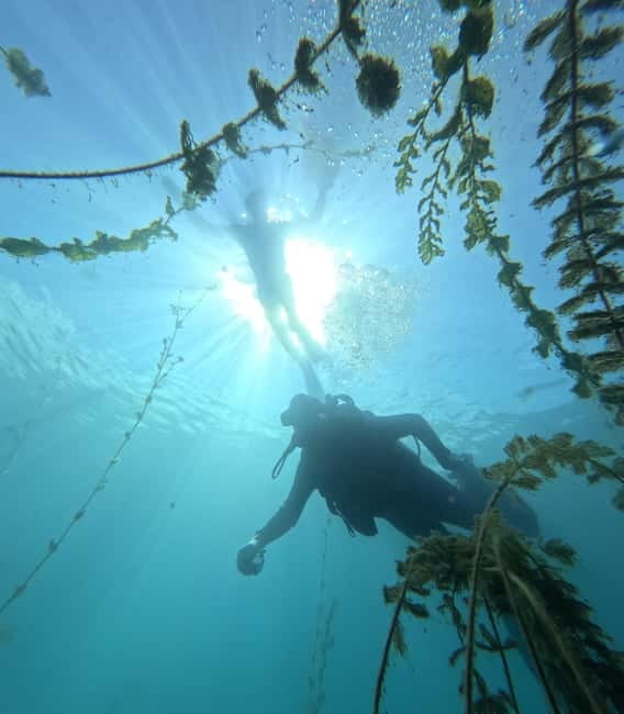 Ohrid: Scuba Diving Experience in Lake Ohrid - What you see underwater: ceramics and old wooden ship construction