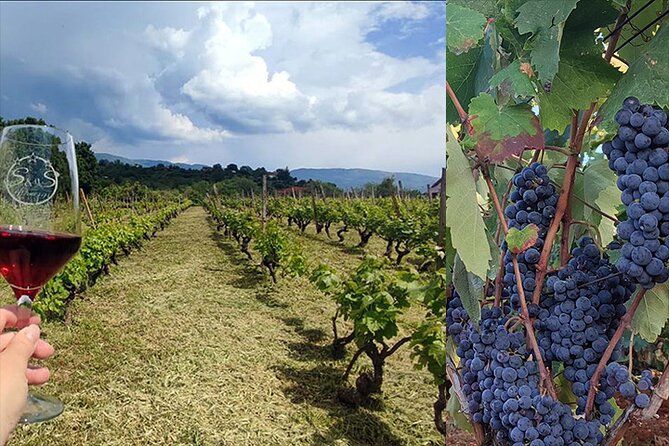 S&S Winery - Wine Tasting Experience in Ohrid - The wine flights: 2 whites, 3 reds, then liqueur and brandy