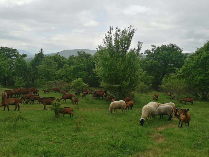 Skopje: Brodec – Spirova Hut – Crn Kamen Hike Tour - Brodec (900m): the abandoned village that sets the tone