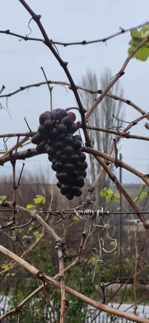 Skopje: Half-Day Stobi Wine Tour - Value check for $130 per person: what you get for your money